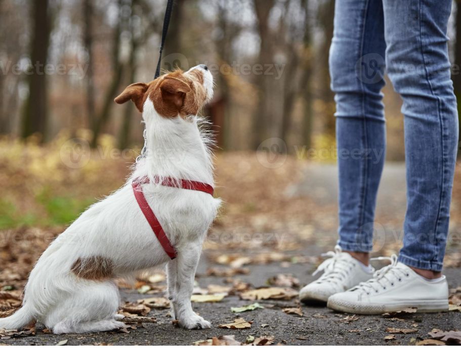 Trato do seu animal como se fosse meu