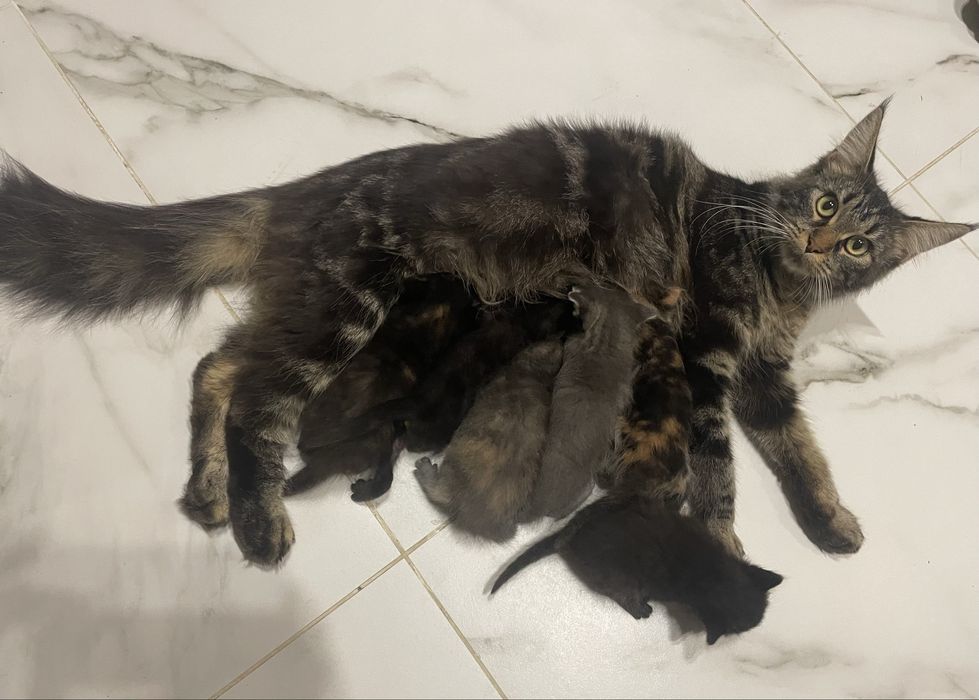 Кошенята мейн кун