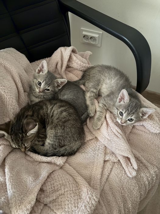 Котики, безкоштновно!!