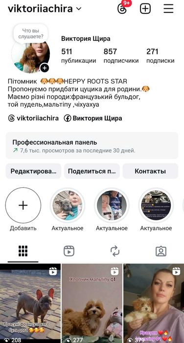 Дівчинка французького бульдога .Рідкісний колір раджо шоколад
