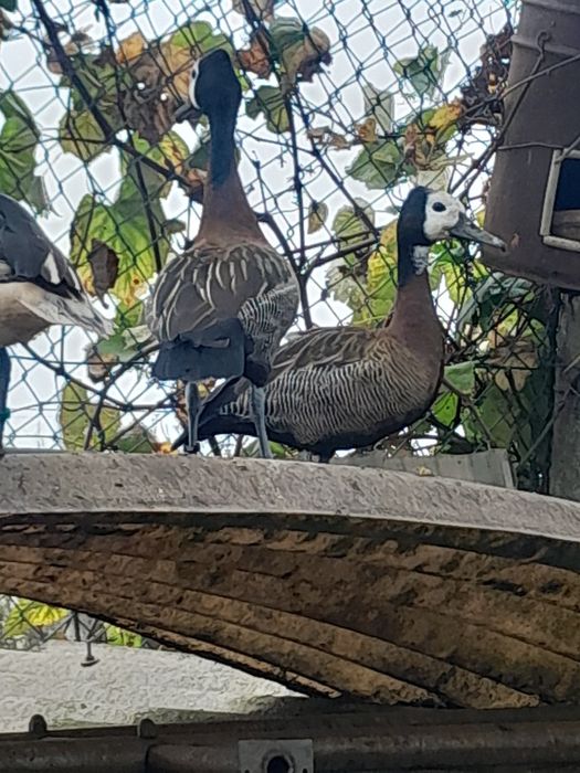 Patos exoticos, pavões, gansos