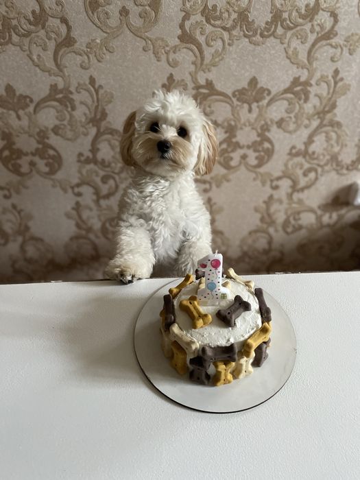 Мальтипу кобель на вʼязку