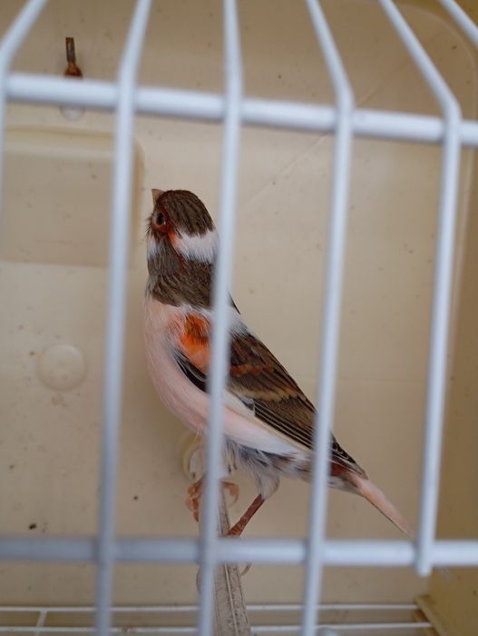 Canários Arlequim Português  e Gaiolas