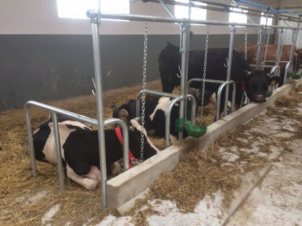 Stanowiska dla bydła krów opasów agrafki drabiny kojce wygrodzenia !!!