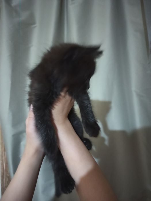 Кошенята дівчата