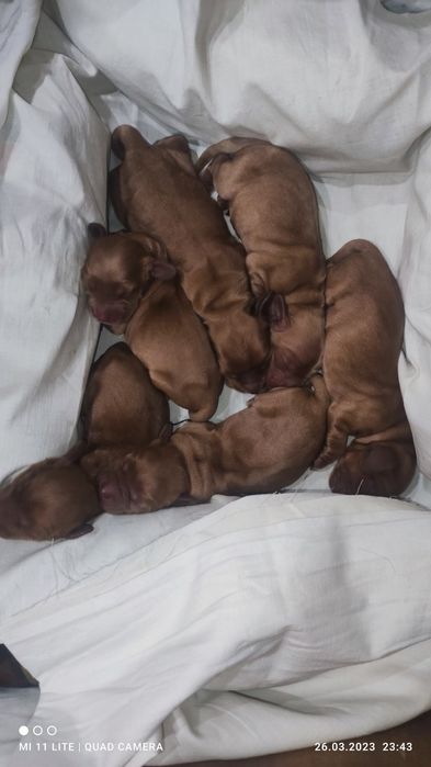 Англійськи кокер спаніель, спаниель ВЯЗКА