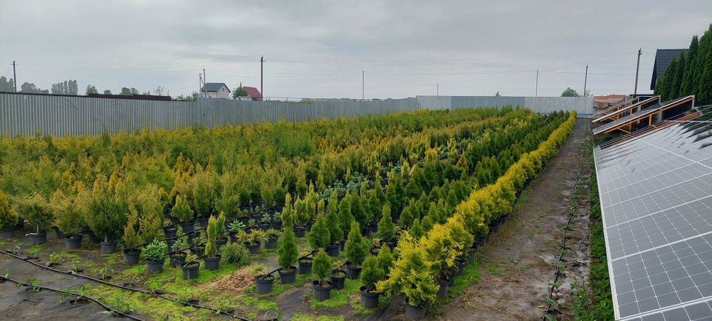 Туя Брабант Смарагд - 1.-5м