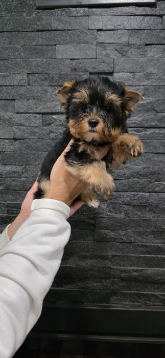 Yorkshire Terrier Fêmea