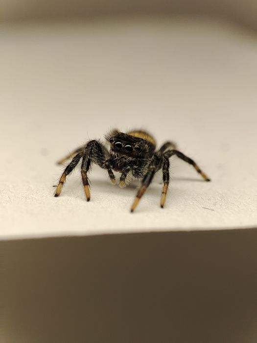 skakun Paraphidippus basalis