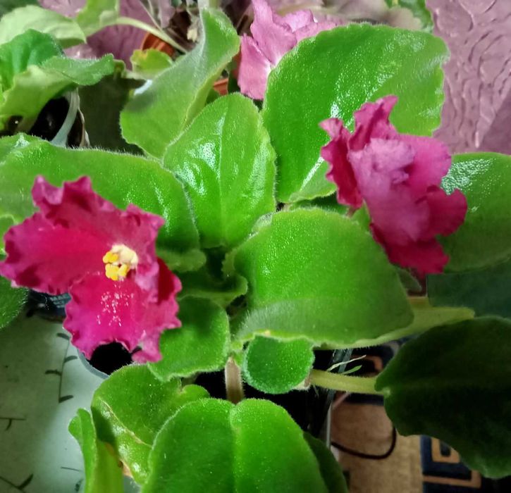 Фіалка( сенполія) квітуча