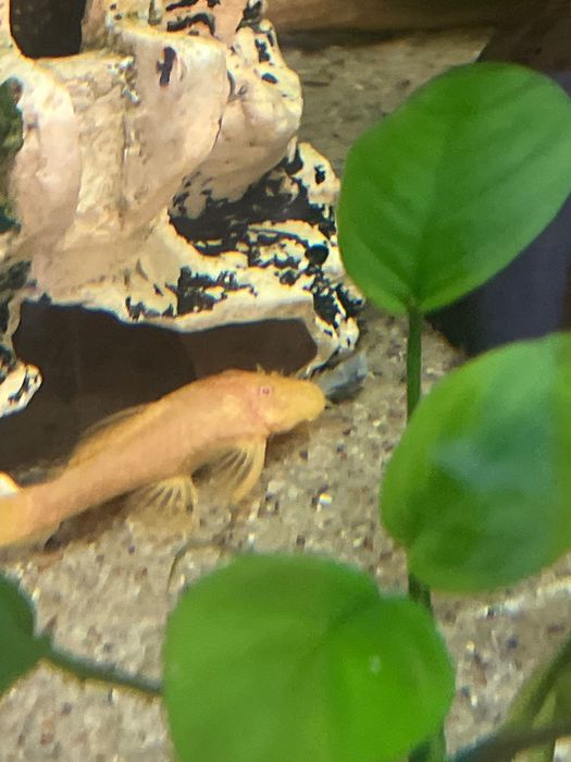 Ryby Ancistrus  glonojad