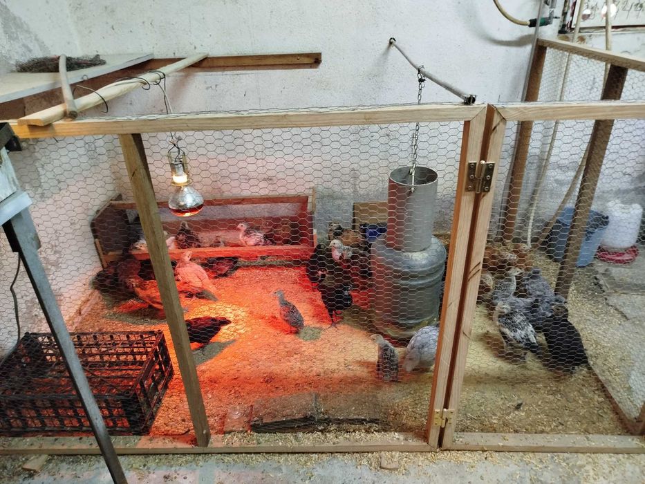 Ovos Galados Pintos, Frangos, Galos, Galinhas,  Fracas Patos Mudos