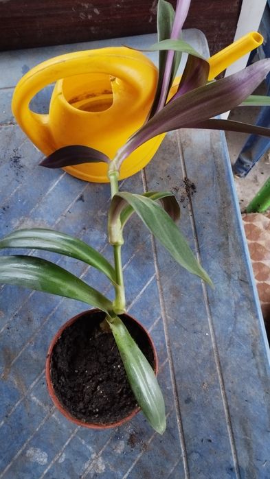 Традесканция Рео разноцветная