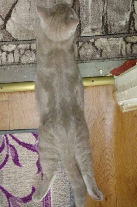 Скотіш страйт запрошує на в'язку