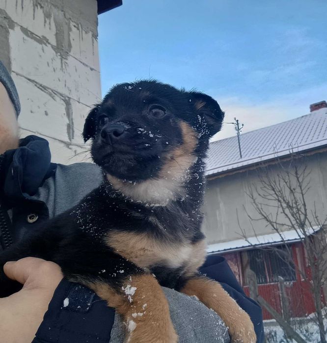 Szczeniaki szukaja dobrych domow