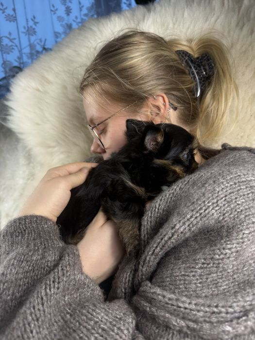 Chlopczyk biewer yorkshire terrier