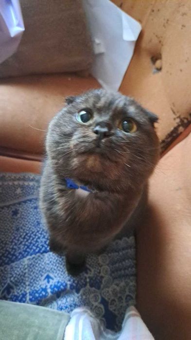 Зникла кішка, Івано-Франківськ, Ямниця