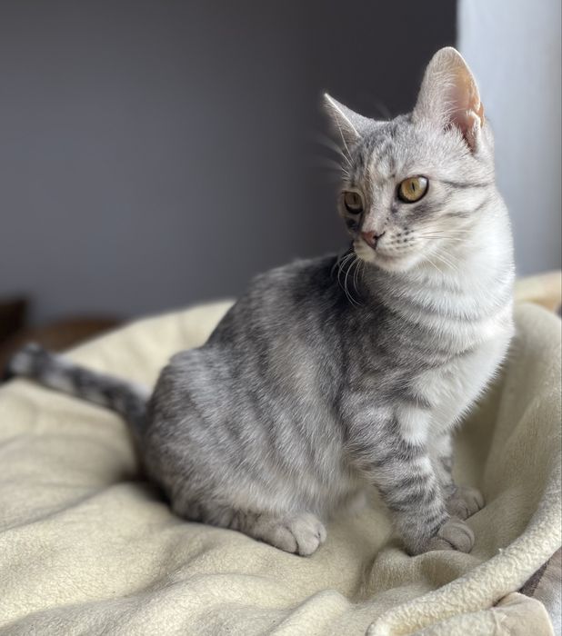 Котенок девочка ищет дом
