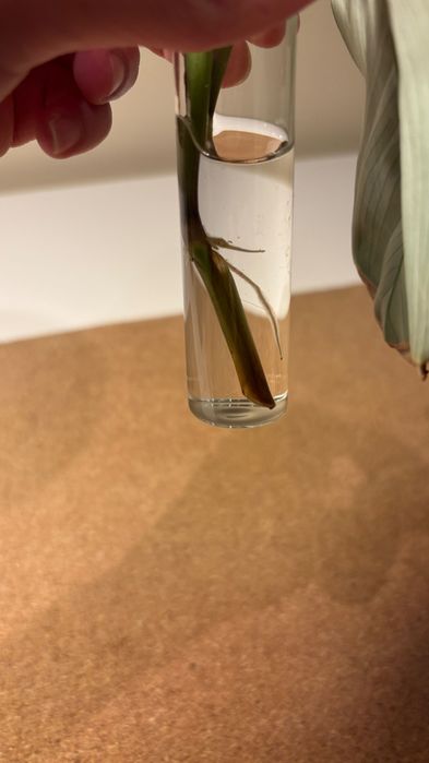 Mudas de Maranta Leuconeura