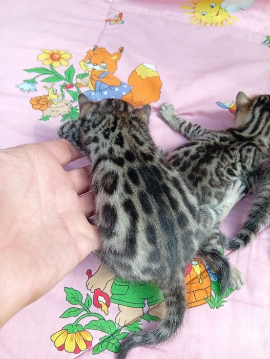 Бенгальские котята шоу класса