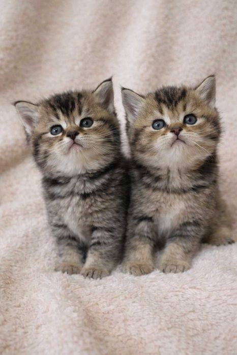 Gatinho Scottish Straight Golden Tabby