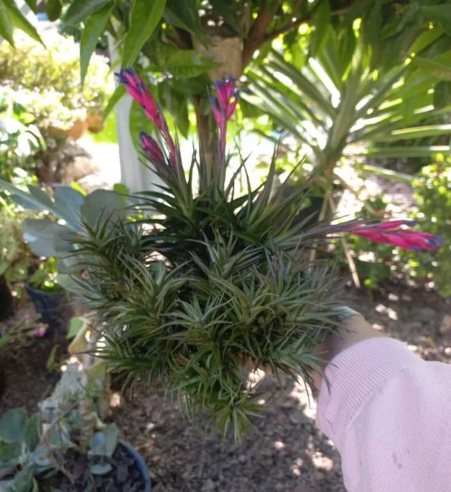 Planta aérea com flor