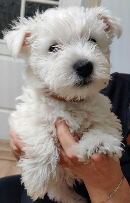 West Highland White Terrier