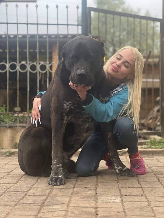 Щенки САО ( алабай )