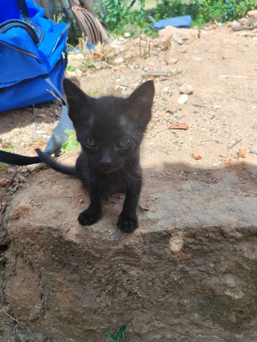 Gatinhos bebé para doar