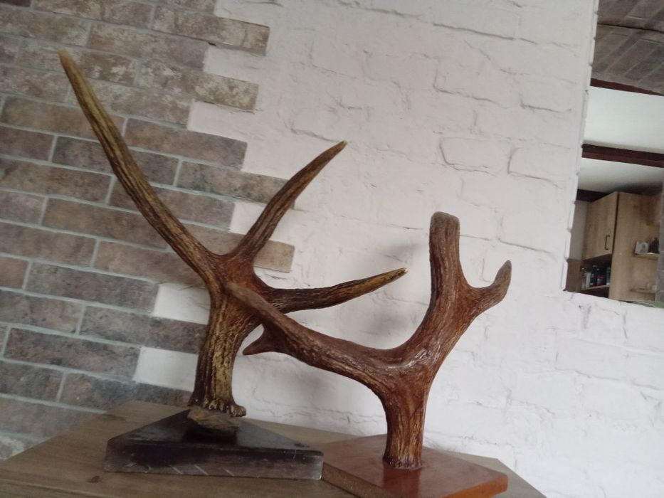 Продам Оленячі роги