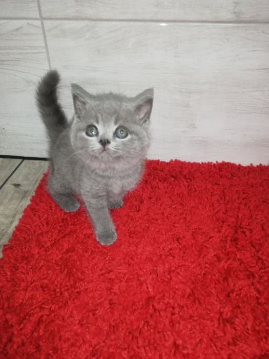 Kocięta kot koty brytyjski