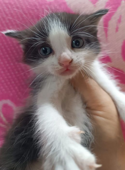 Кошенята шукають родини 1,5 міс
