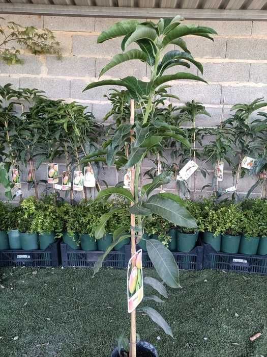 A RAINHA das Mangas (Alphonso) enxertada