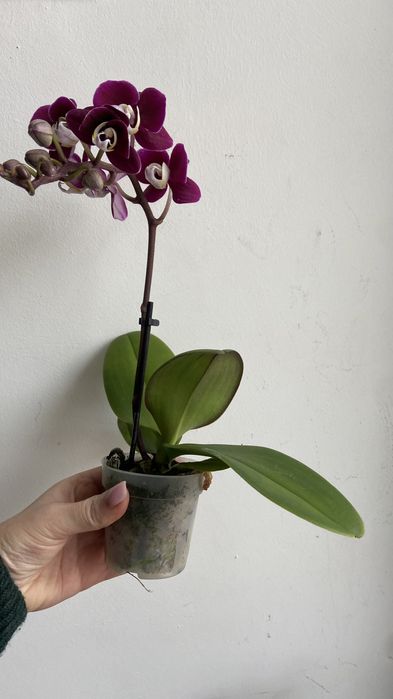 Орхідея міні А-ля Каода