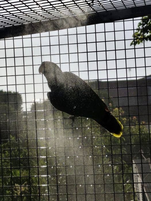 Papagaio astiva criada pelos pais