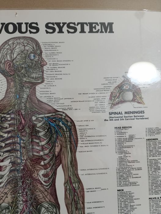Anatomia do sistema nervoso (73,5 x 53,5)