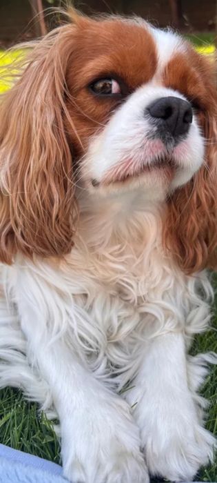 Cavalier King sunia