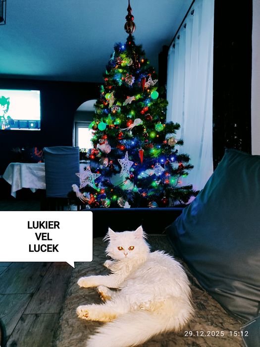 Opieka nad zwierzętami 7/24 również w Sylwestra i Nowy Rok