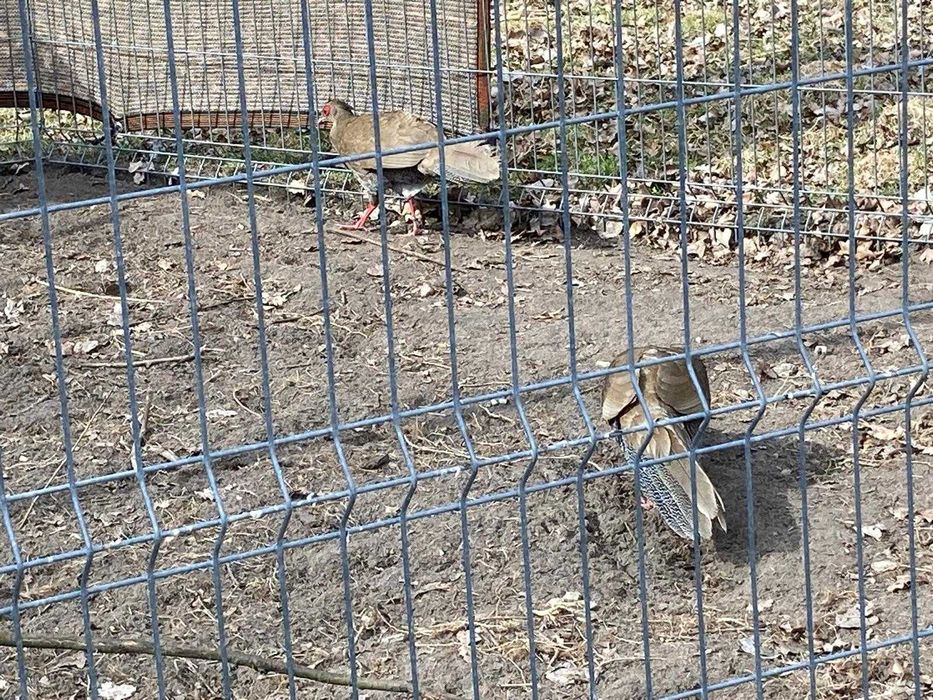 Bażanty srebrzyste 2+1