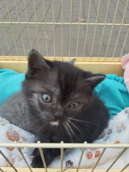 Кошенята британці