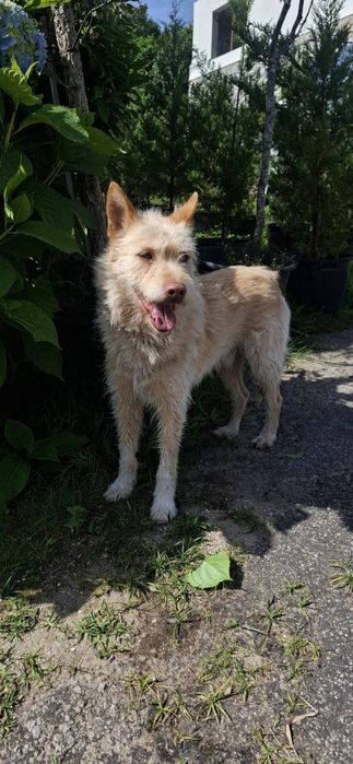 Caozinho para adopção responsável