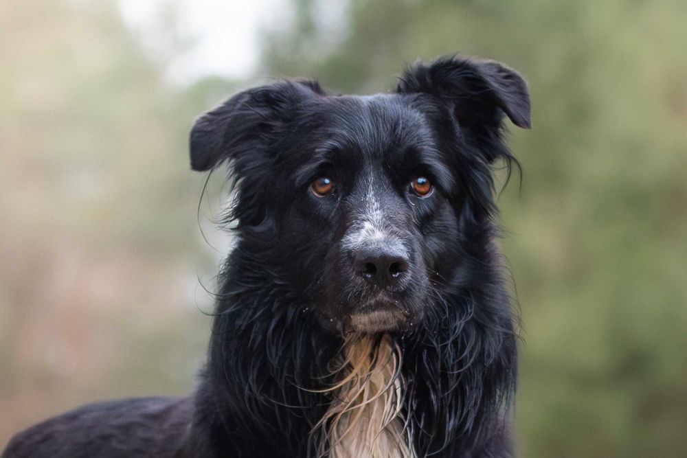 Wspaniały aktywny pies Brimnes - piękny młodziak do adopcji