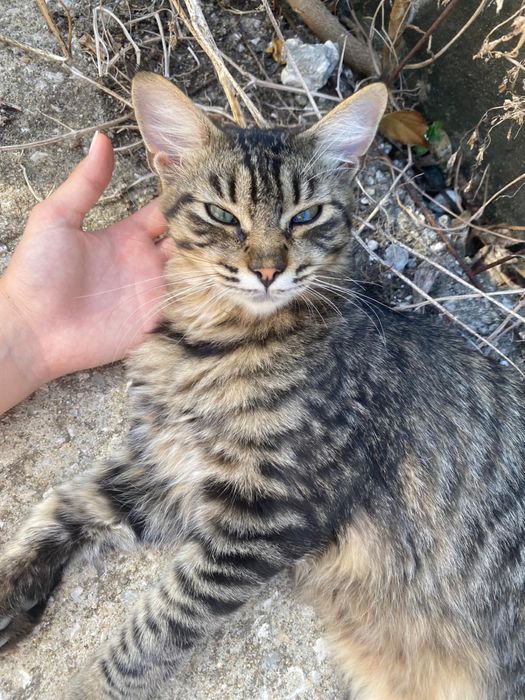 Doa se gatinhos machos bebes e adultos para adocao responsavel