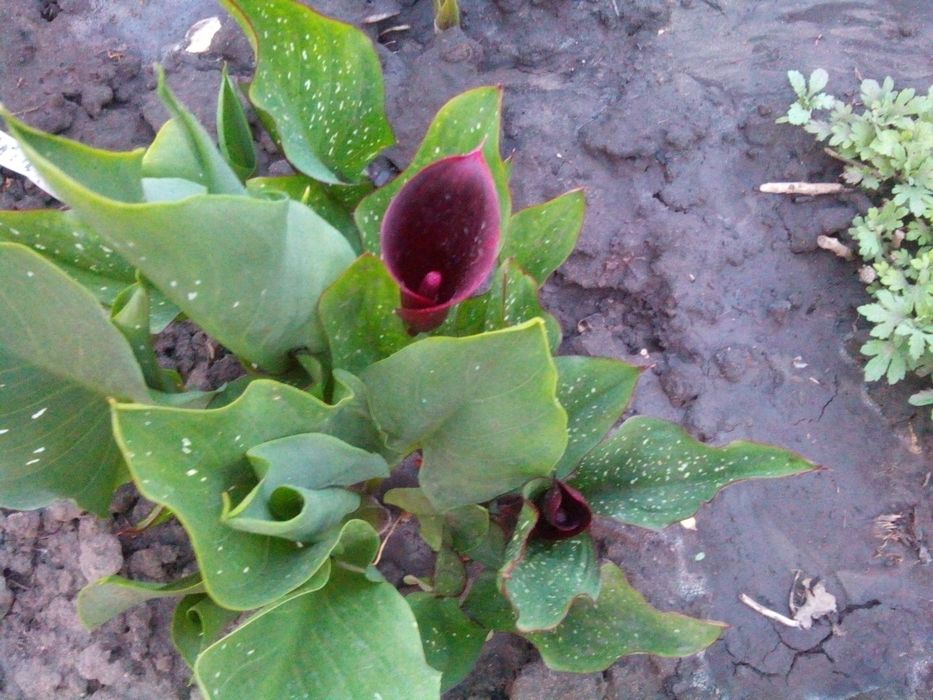 Калла цветущаяся . ( и луковицы.)