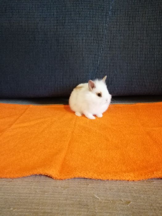 Króliczek karzełek Teddy, Mini Lop, gładki