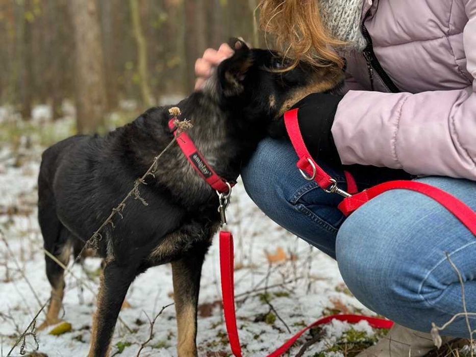 TOSIA - około 2 letnia suczka