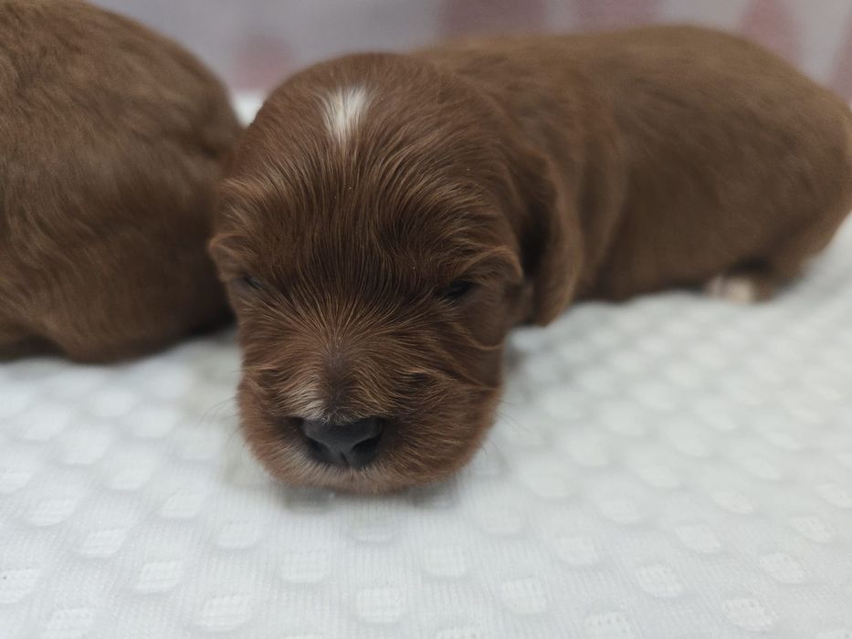 Cavapoo piękna sunia