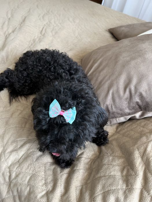 Cudowna suczka cavapoo gotowa do odbioru