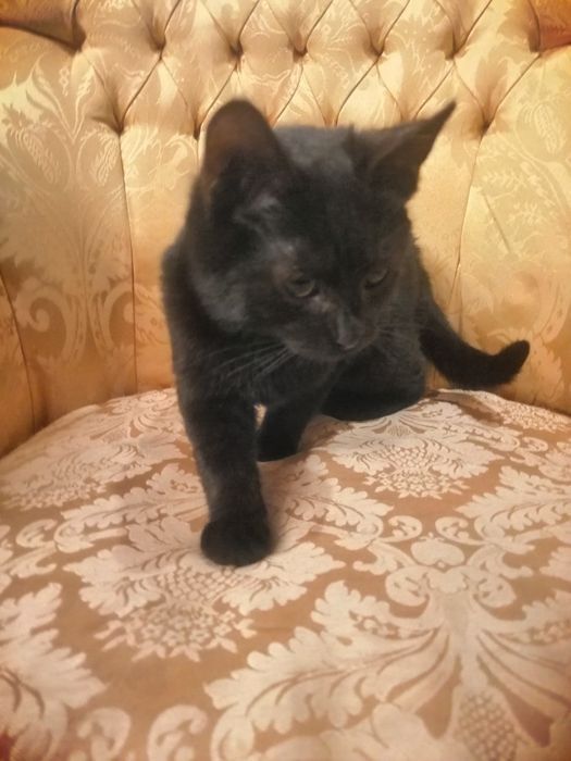 Czarny kot. oddam za darmo