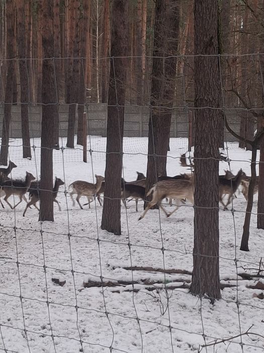 Daniele zeszłoroczne